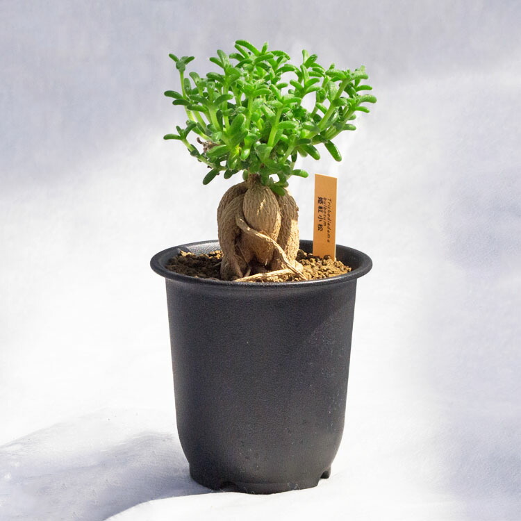 楽天市場】観葉植物【数量限定】パンダガジュマル(盆栽仕立 楽天市場】観葉植物【数量限定】パンダガジュマル(盆栽仕立