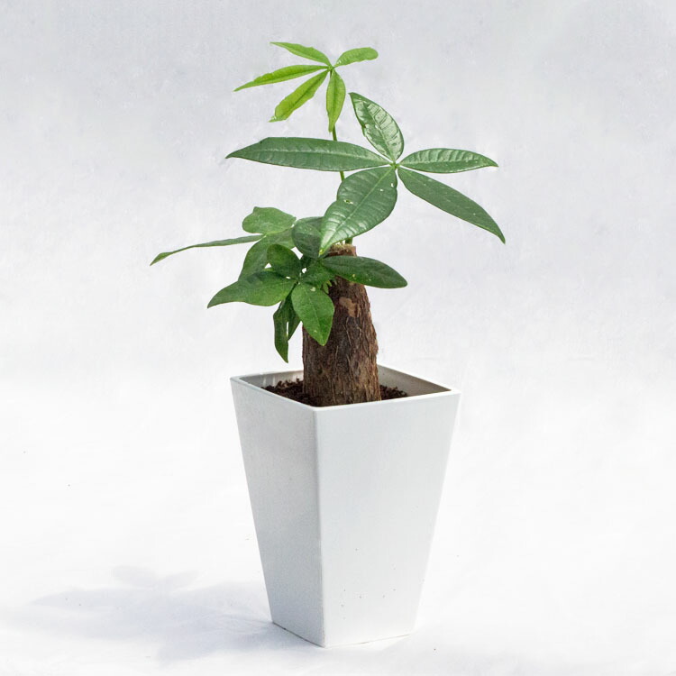 楽天市場】観葉植物 パキラ / 3寸・約W25cm×H40cm : ライフエコ