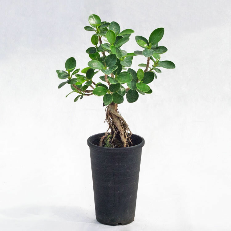 楽天市場】観葉植物ガジュマル（曲げ）和仕立 / 8寸・約W40cm
