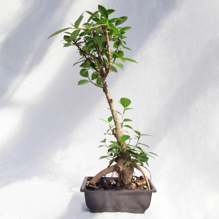 ガジュマル ガジュマル 7号 | 観葉植物通販HitoHana(ひとはな)