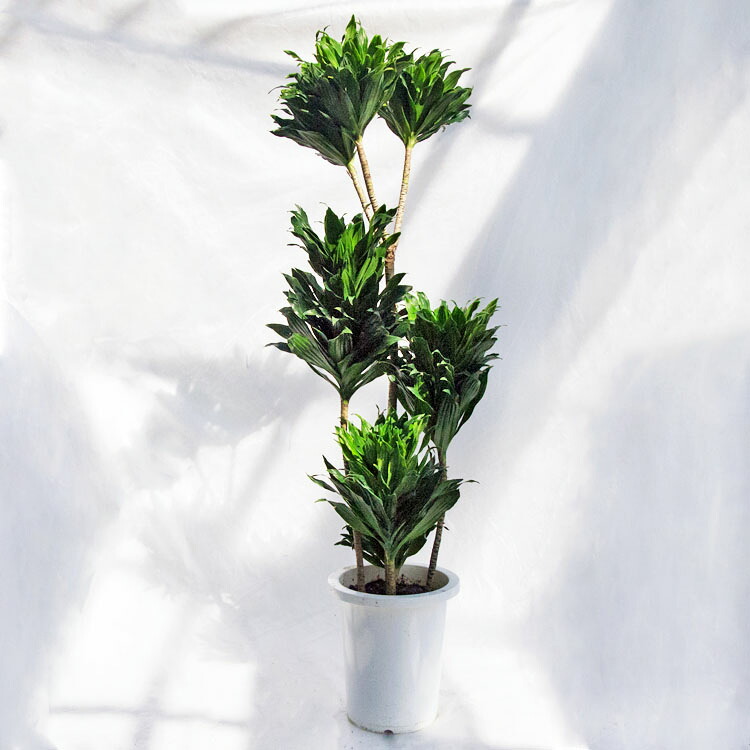観葉植物 大型 ドラセナ・コンパクター / 8寸・約W40cm×H120cm