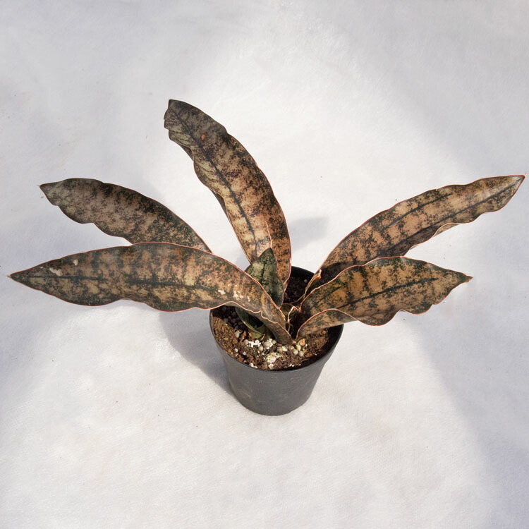 サンスベリア キルキープルクラ　希少大株！送料込み サンスベリア・キルキー・プルクラ・カッパートーン | 珍しい銅