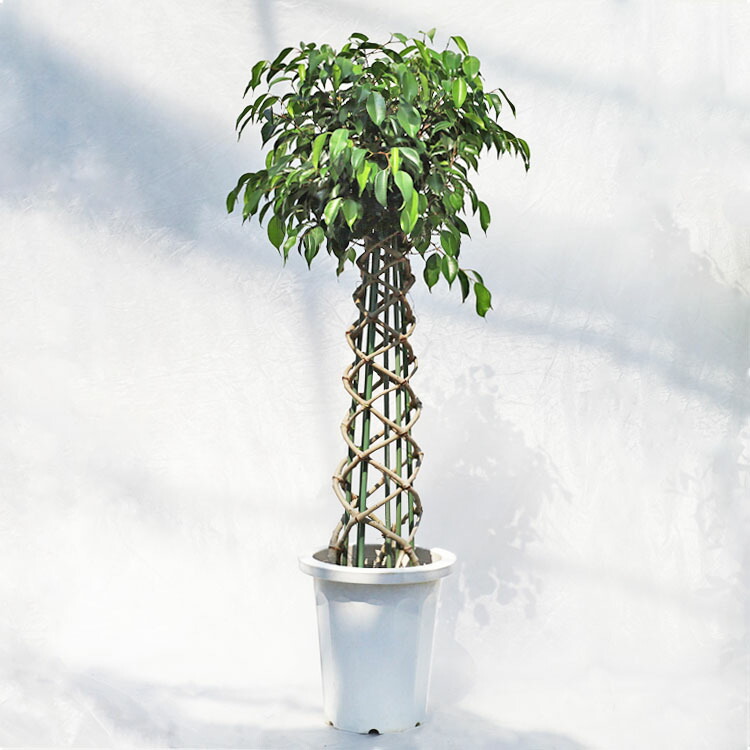 楽天市場】観葉植物 フィカス・ベンガレンシス（曲げ） / 5寸・約W