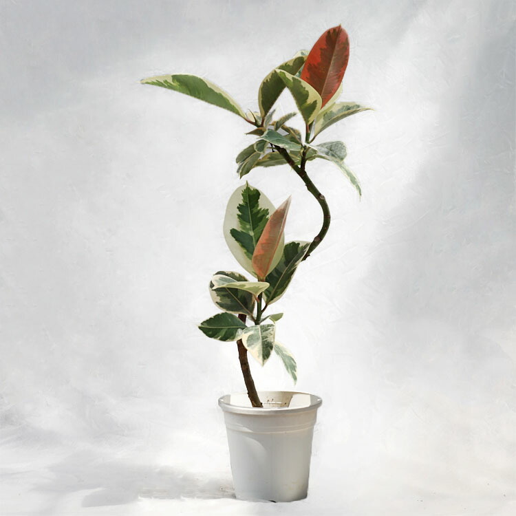 楽天市場】フィカス エラスティカ ティネケ 6号サイズ 鉢植え 高さ70cm