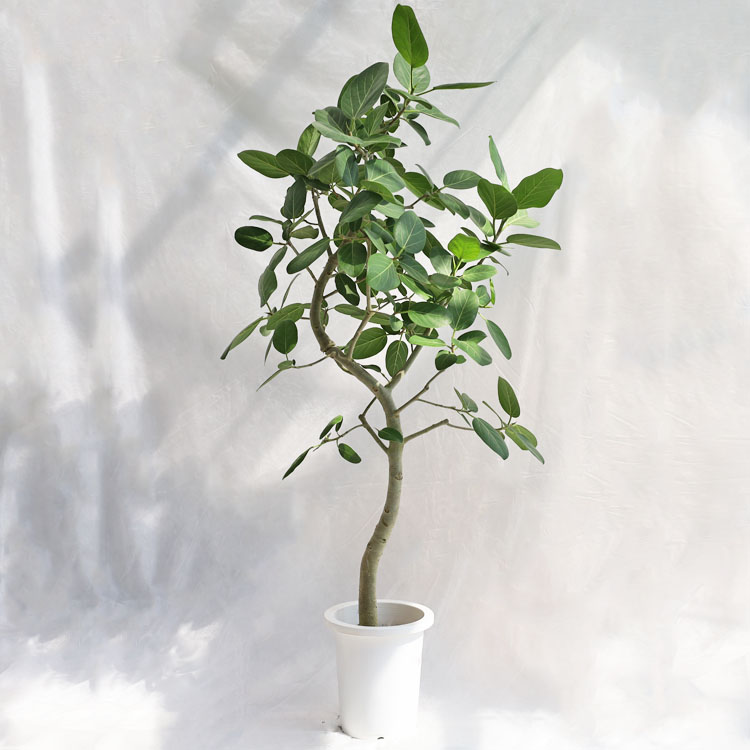 フィカス・ウンベラータ 曲がり 8寸 ゴムの木 観葉植物 benriyanet_unbe8-7