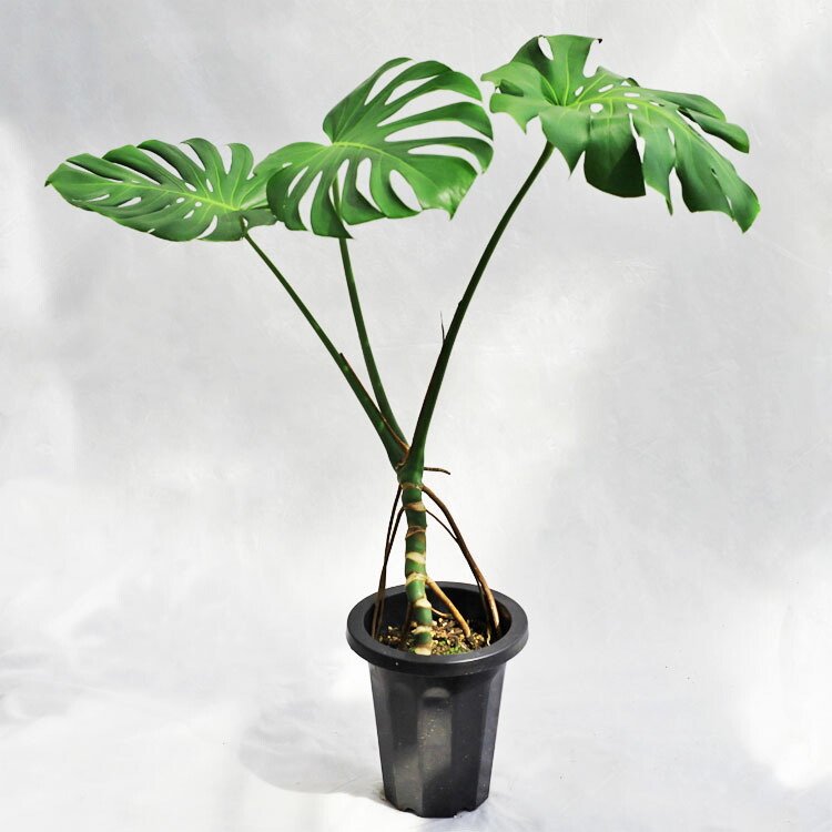 楽天市場】観葉植物 大型 モンステラ・デリシオーサ（根上がり仕立て