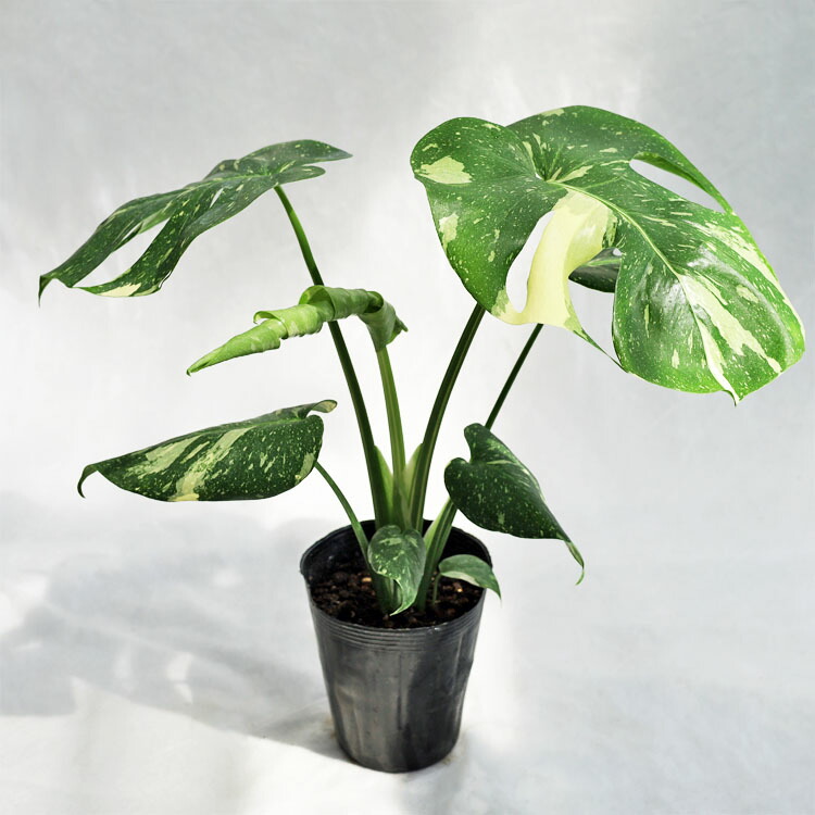 楽天市場】観葉植物 大型 モンステラ・デリシオーサ（根上がり仕立て