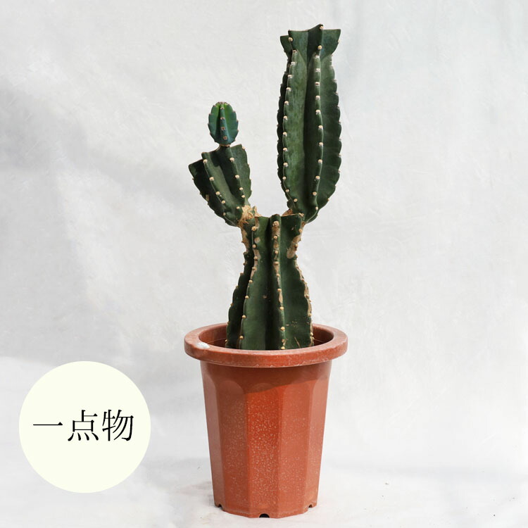 多肉植物【一点物】柱サボテン（ブランチ）/ 8寸・約H73cm