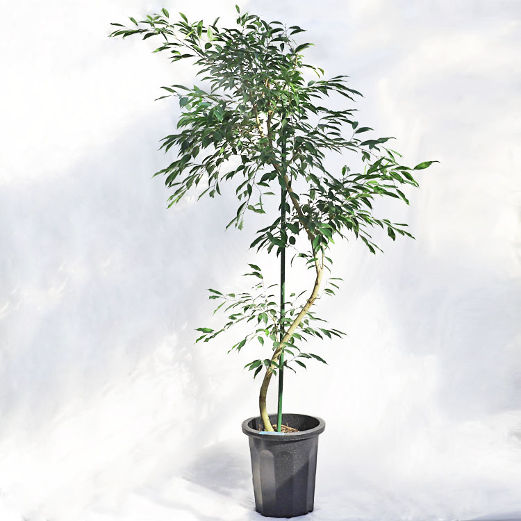 楽天市場】観葉植物 大型 フィカス・アメリカーナ・トレソー / 8寸・約