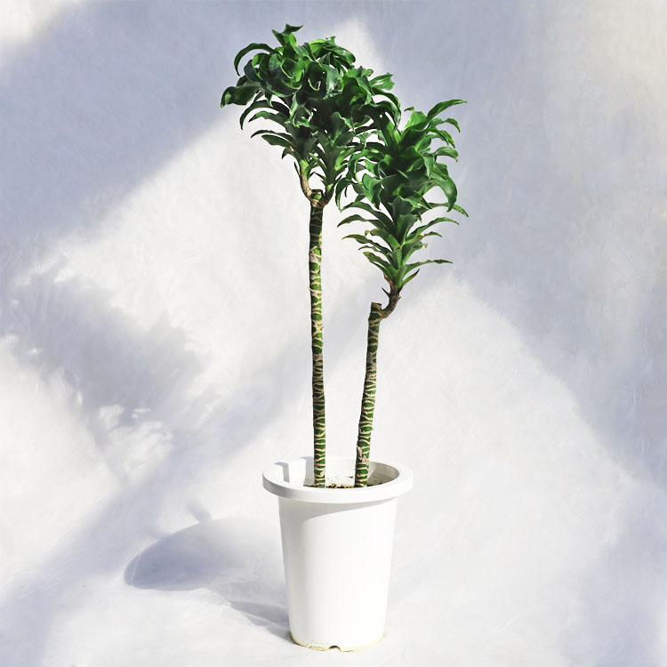 観葉植物【数量限定】ドラセナ・ツイスト（トルネード） 2本立 / 7寸・約H80cm｜ライフエコショップ 店