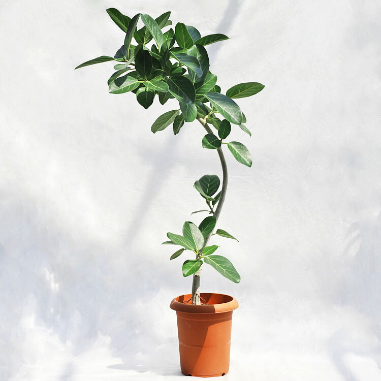 観葉植物 大型 フィカス・ベンガレンシス（ベンガル）曲げ / 8寸・約W60cm×H120cm
