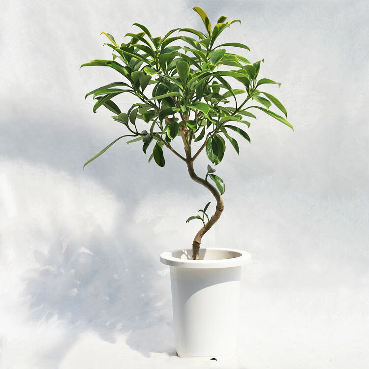 観葉草木 フィカス・ファグライア（斑入り） / 7寸・約W45cm×H80珊 観葉植物-花・観葉植物-花・ガーデン・DIY