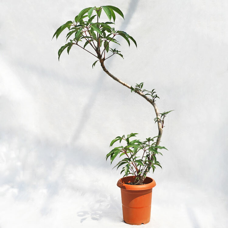 観葉植物 大型 シェフレラ・チュピタンサス（ツピタンサス） 曲げ / 8寸・約W60cm×H120cm
