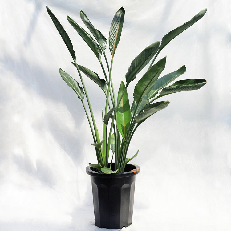 観葉草木 大型 ストレリチア・レギネ（極楽鳥花・ゴクラクチョウカ） / 10寸・約W90cm×H130糎