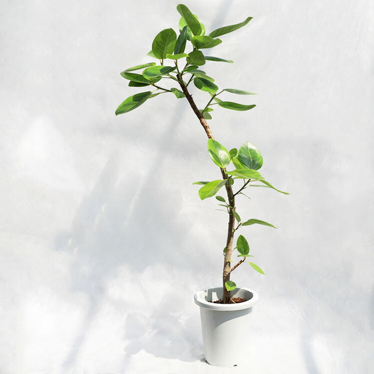 観葉植物 大型 フィカス・アルテシーマ / 8寸・約W70cm×H140cm