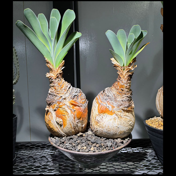 鱗茎草木【一点物】ブーファン・ハエマンソイデス / 幹幅約30cm×高さ約50糎【貨物輸送無料】