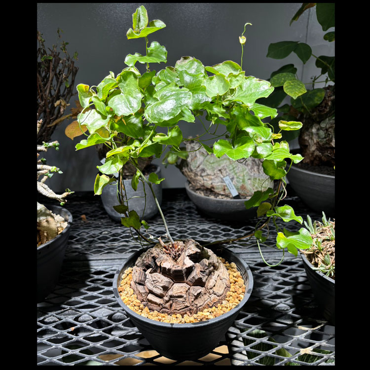 楽天市場】「現品｣タカワラビ ゴールデンモンキー（孫悟空）6号鉢7131