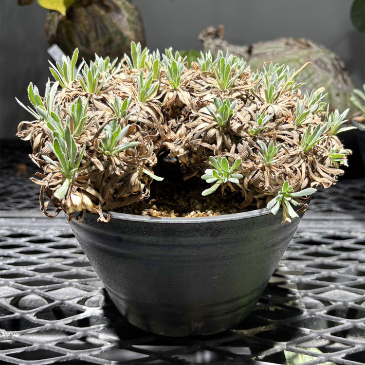 塊根植物【一点物】オトンナ・レトロルサ / 幹幅約18cm×高さ約18cm【送料無料】
