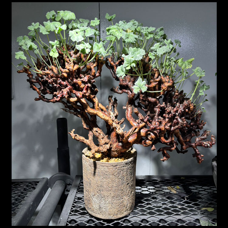 塊根植物【一点物】ペラルゴニウム・ミラビレ / 幹幅約50cm×高さ約58cm【送料無料】