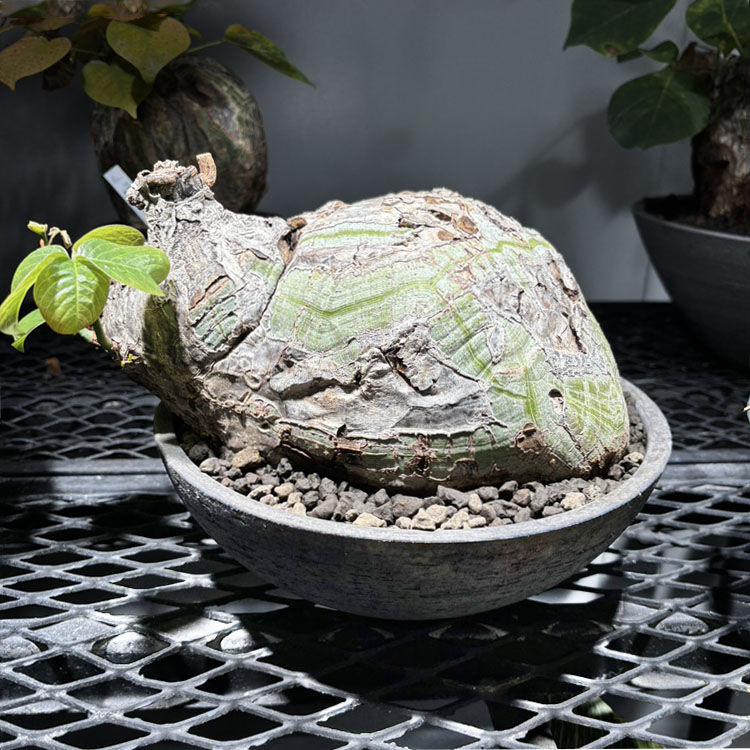 塊根植物【一点物】プセウドボンバックス（シェービングブラシツリー） / 幹幅約24cm×高さ約21cm【送料無料】