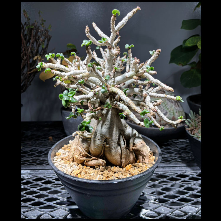 楽天市場】アデニウム 塊根植物 希少 斑入り アデニウム 3号POT苗 現品