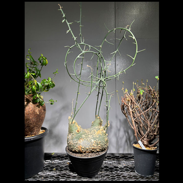 楽天市場】コーデックス：アデニア グロボーサ 挿し木*幅3cm : 遊恵