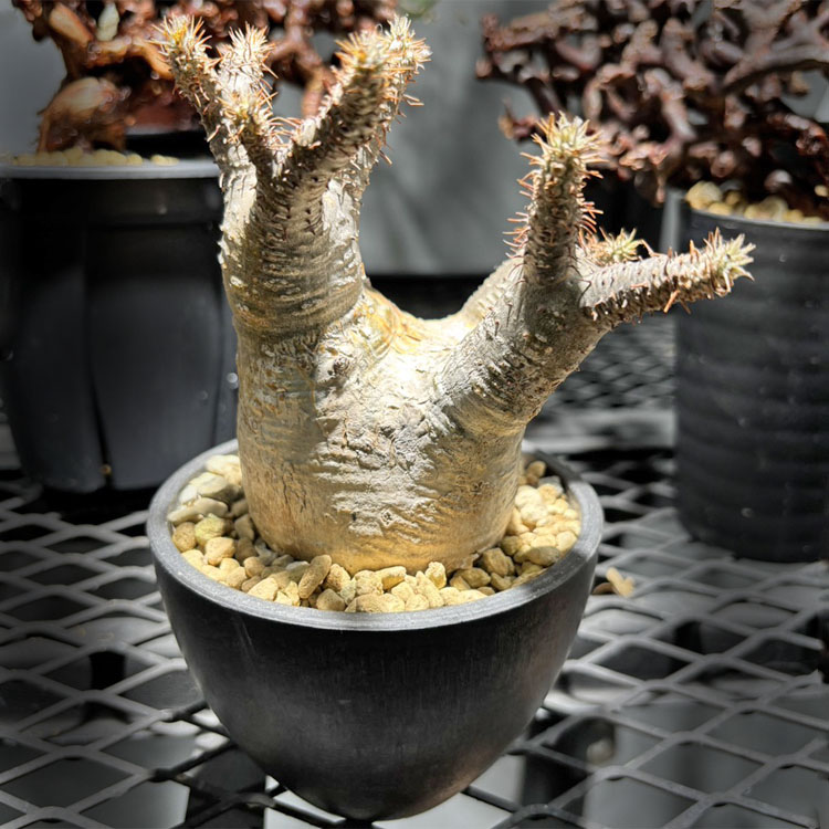 楽天市場】コーデックス：パキポディウム グラキリス 実生*塊根幅4cm