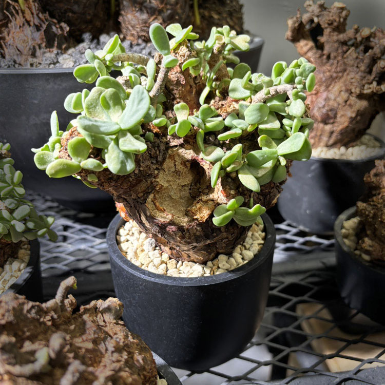 楽天市場】コーデックス：ケラリア ピグマエア 大株 発根済*葉幅15cm