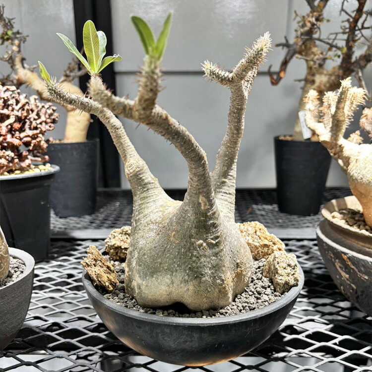 楽天市場】コーデックス：パキポディウム グラキリス 実生*枝幅13cm