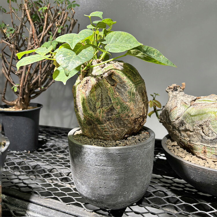 塊根草木【一点物】プセウドボンバックス（シェービングブラシツリー） / 幹幅約13cm×高さ約30珊【貨物輸送無料】