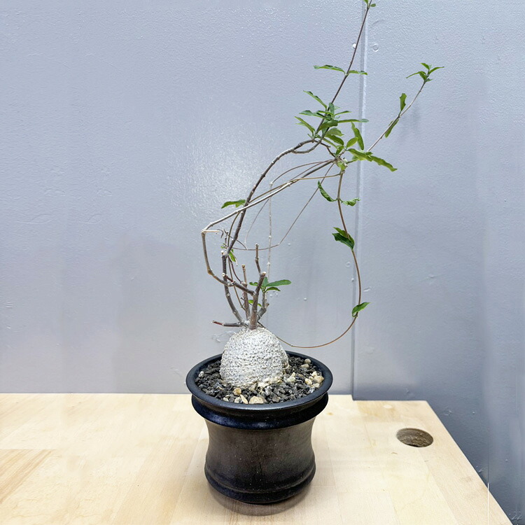 塊根植物【一点物】フォッケア・エデュリス（火星人） / 幹幅約6cm×高さ約37cm【送料無料】