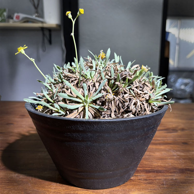 塊根植物【一点物】オトンナ・レトロルサ / 幹幅約15cm&times;高さ約15cm【送料無料】｜ライフエコショップ 店