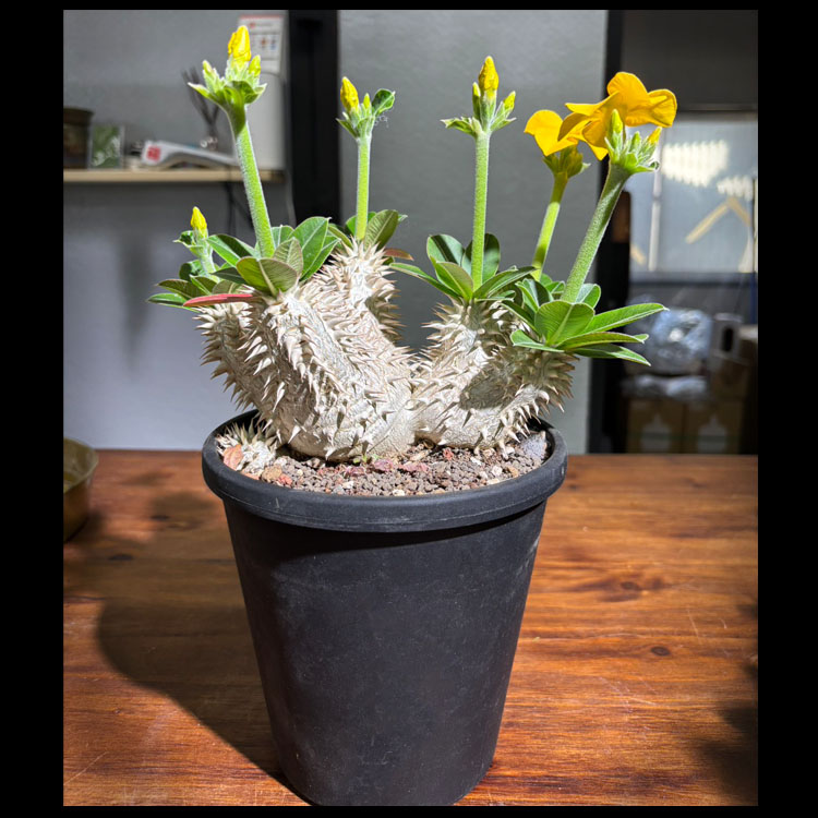 塊根草木【一点物】パキポディウム・恵比寿大黒 / 幹幅約16cm×高さ約24糎【貨物輸送無料】