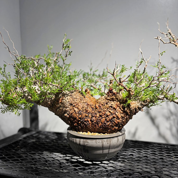 塊根草木【一点物】オペルクリカリア・パキプス / 幹幅約55cm×高さ約40珊【貨物輸送無料】