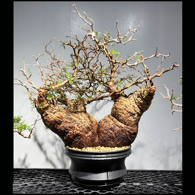塊根草木【一点物】オペルクリカリア・パキプス / 幹幅約55cm×高さ約55珊【貨物輸送無料】
