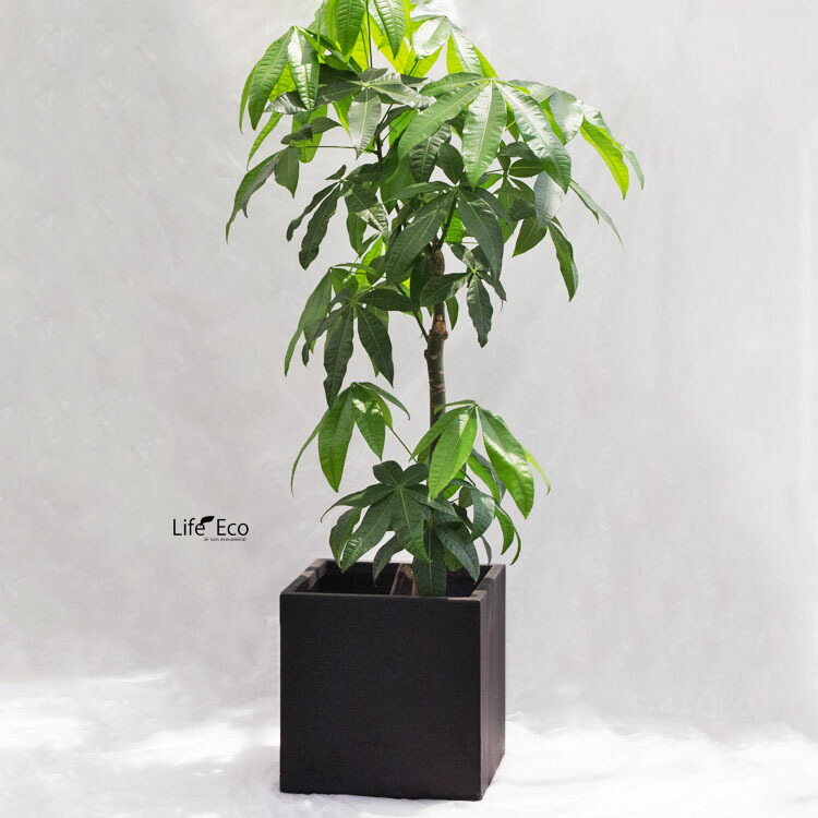 新品未使用正規品 植木鉢 大型 軽量 エイリアス キューブ ブラック 黒 50cm×H41cm 17号 fucoa.cl