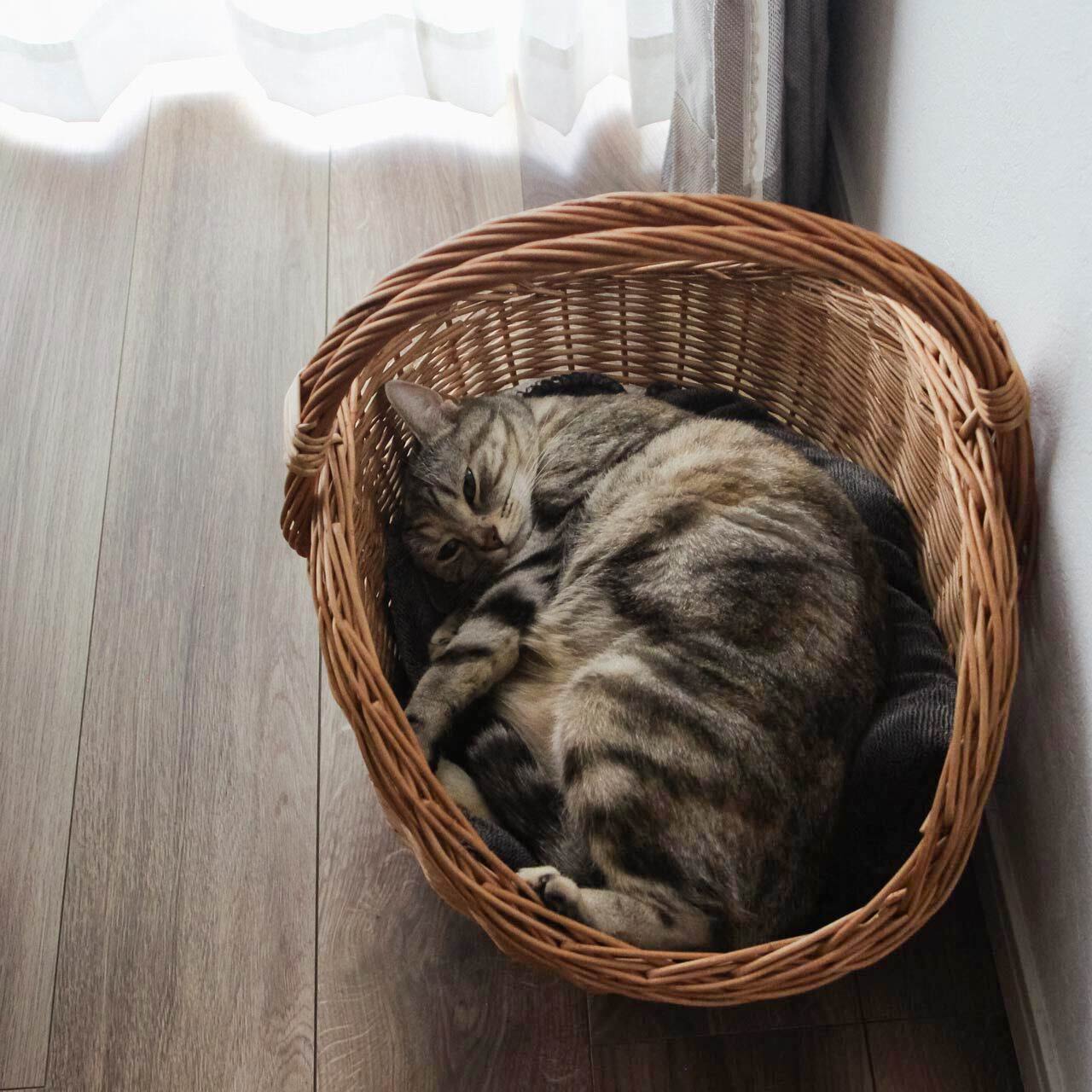 ラトビア 猫かご 薪のバスケット 2サイズ PINUMUPASAULE ピヌム・パサウレ 柳 木製 取っ手付き 持ち手付き 猫 ベッド 猫ちぐら 猫 ハウス リガ 手編み 手作り ハンドメイド 北欧 かご 大きい バスケット