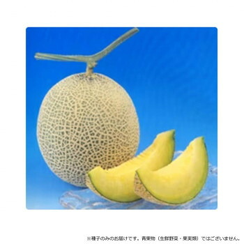 小林種苗 メロン種子 アールスショパン早春晩秋系　8138　100粒【送料無料】