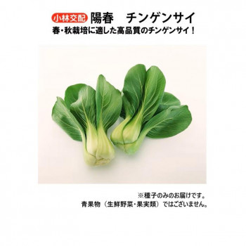 小林種苗 チンゲンサイ種子 陽春　6158　2dl【送料無料】