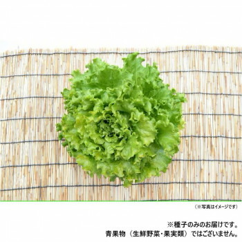 小林種苗 レタス種子 モントレー　7227　1dl【送料無料】