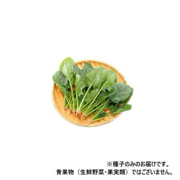 小林種苗 ホウレンソウ種子 天下布武 　7237　M　3万粒【送料無料】