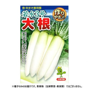 小林種苗 ダイコン種子 若水3号　6　2dl【送料無料】