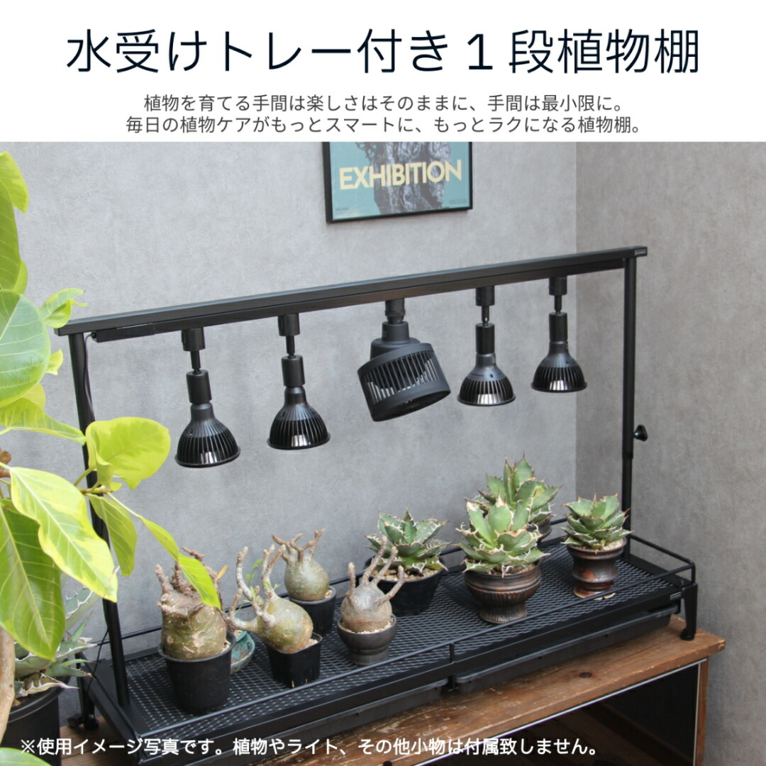 楽天市場】水受けトレー付植物棚 ガベラック 植物棚 アガベ 塊根 楽天市場】水受けトレー付植物棚 ガベラック 植物棚 アガベ 塊根