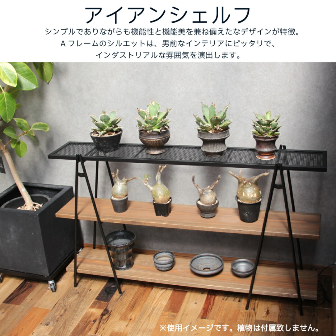 楽天市場】10/7以降の発送予定 mini植物棚 植物棚 アガベ 塊根 楽天市場】10/7以降の発送予定 mini植物棚 植物棚 アガベ 塊根