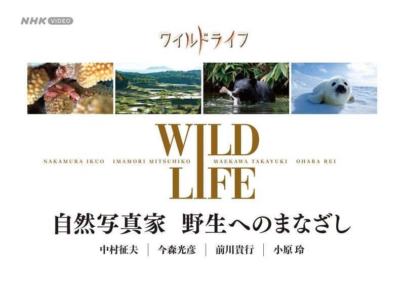 【中古】ワイルド生命現象 気どらずに第八芸術家 自然状態へのまなざし BOX