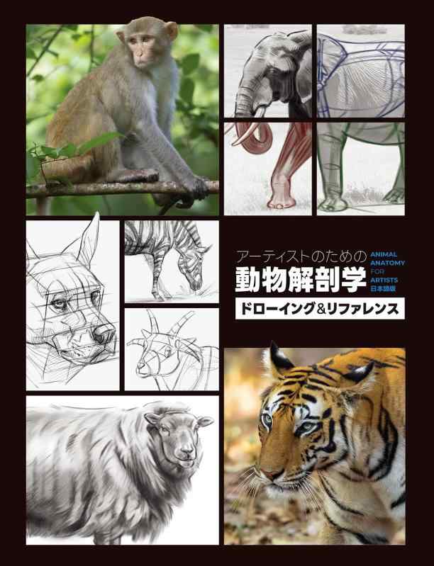 【中古】絵書きの利益の毛の荒物生体解剖学：線描＆引き合い