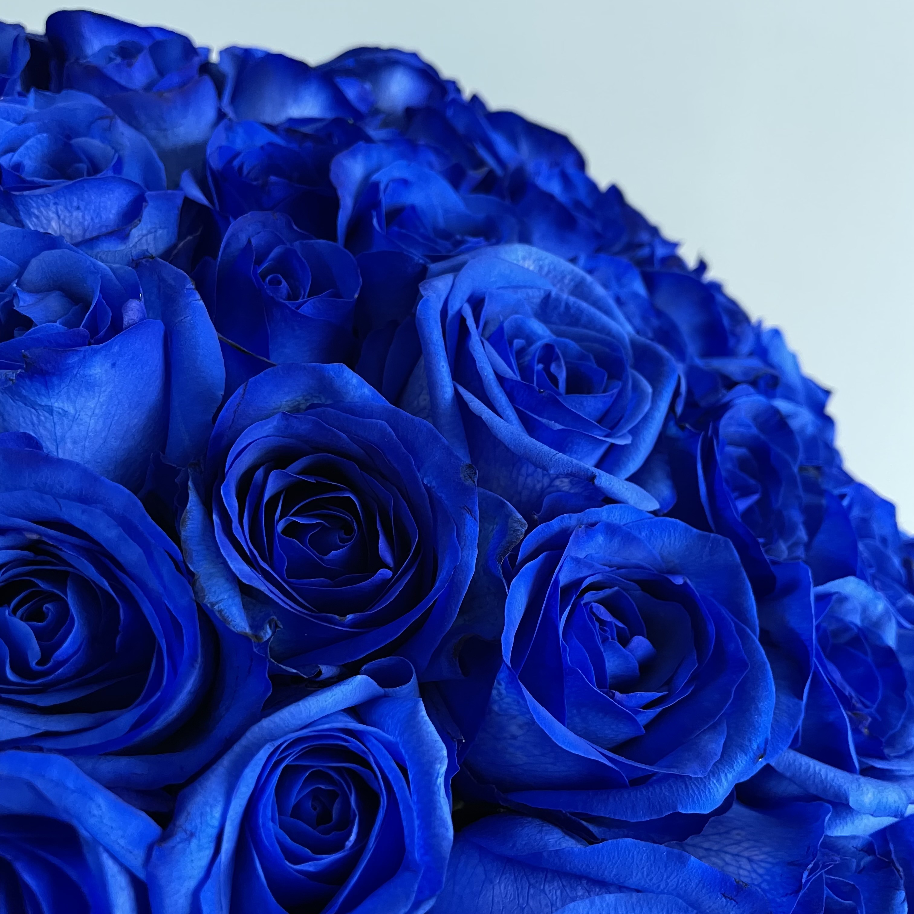 売れ筋がひ ブルーローズ 青い薔薇 花束 50本のブルーローズブーケ Fucoa Cl