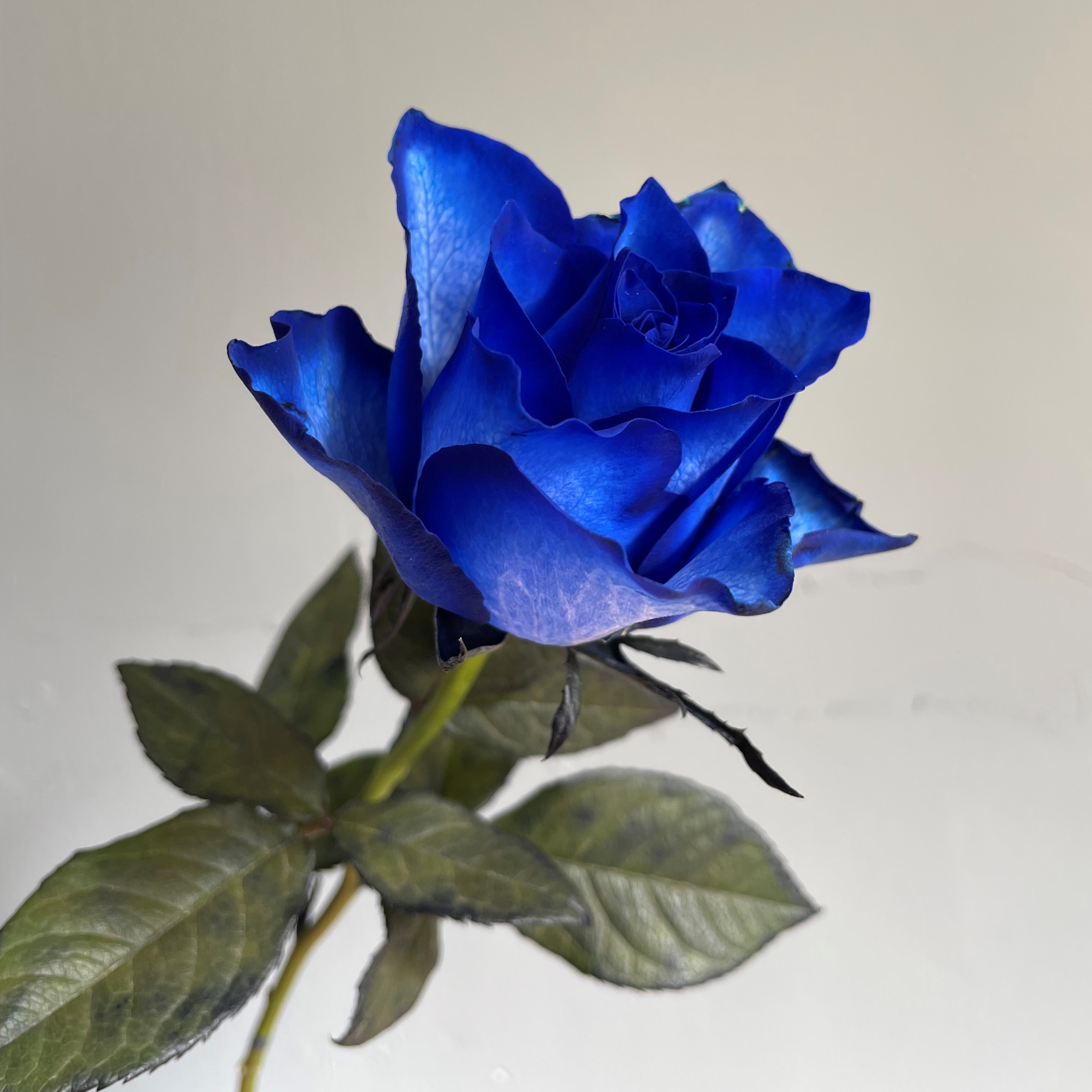 オリジナル ブルーローズ 青い薔薇 花束 108本のブルーローズブーケ プロポーズ Fucoa Cl