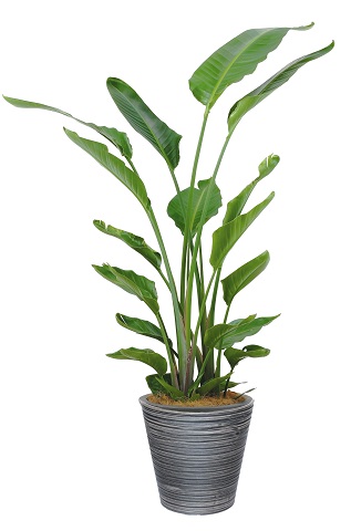 お買い得モデル お部屋観葉植物 送料無料 ストレリチア ストレリチア１０号特殊鉢観葉植物 観葉植物インテリア おしゃれ観葉植物 人気の観葉植物 インテリア 観葉植物 花 観葉植物