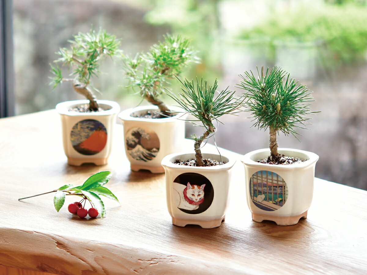 【楽天市場】JAPANESEBONSAI 波富士 赤富士 栽培セット 栽培キット 初心者 育てやすい ガーデニング かわいい プチギフト お